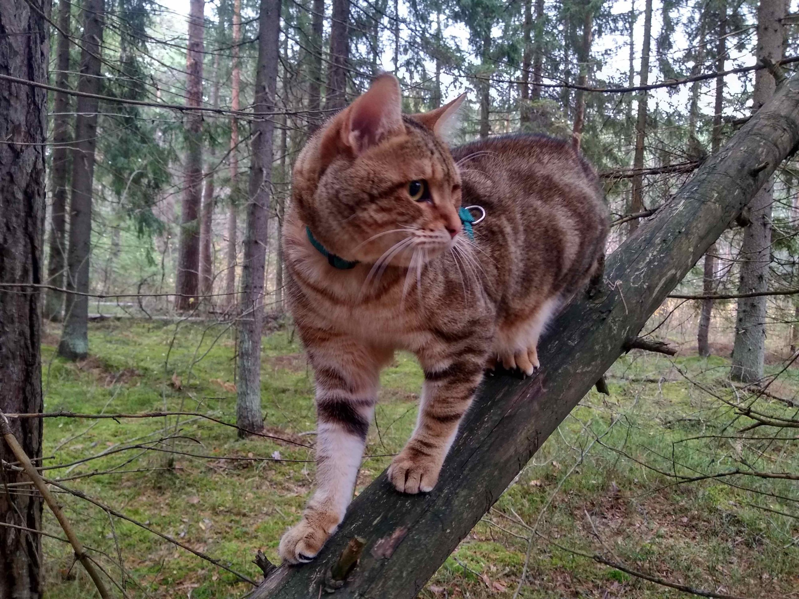 Питомник Курильских бобтейлов | Племенной кот курильского бобтейла — Феня