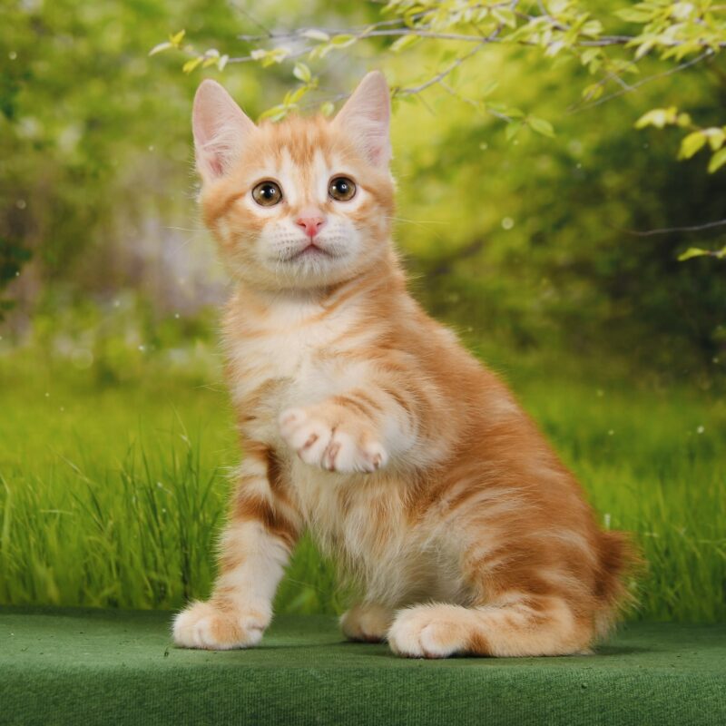 рыжий котенок курильского бобтейла