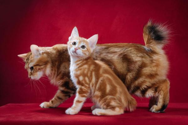 Золотая Кошка и котёнок сердолик